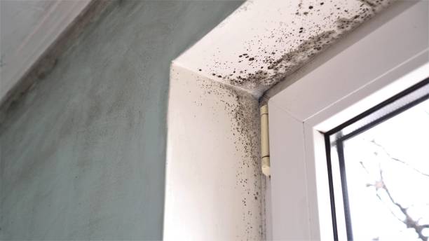 Environmental Consulting for Mold Prevention in Falling Waters, WV