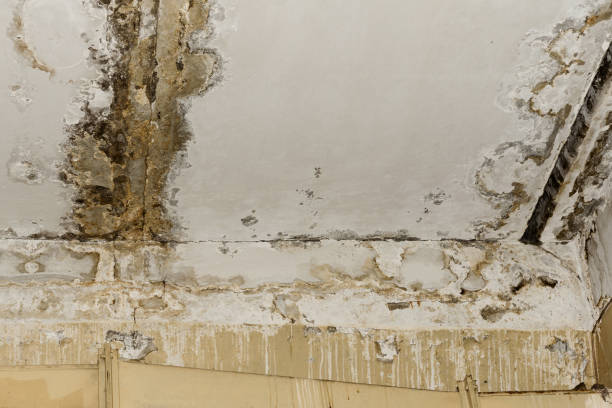 Mold Odor Removal Services in Falling Waters, WV