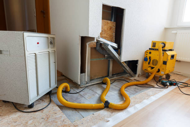 Best Black Mold Removal  in Falling Waters, WV
