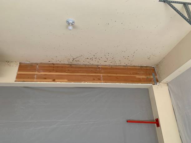Best Biohazard Mold Removal  in Falling Waters, WV