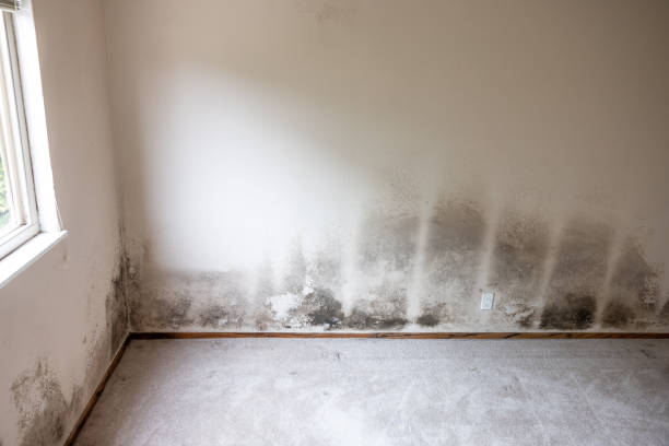 Best Mold Remediation for Vacation Homes  in Falling Waters, WV