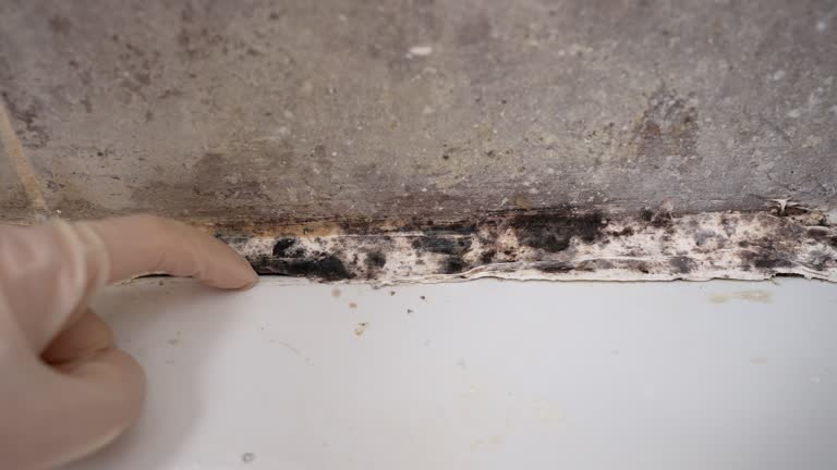 Best Attic Mold Removal  in Falling Waters, WV